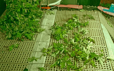 1.水洗い・選別