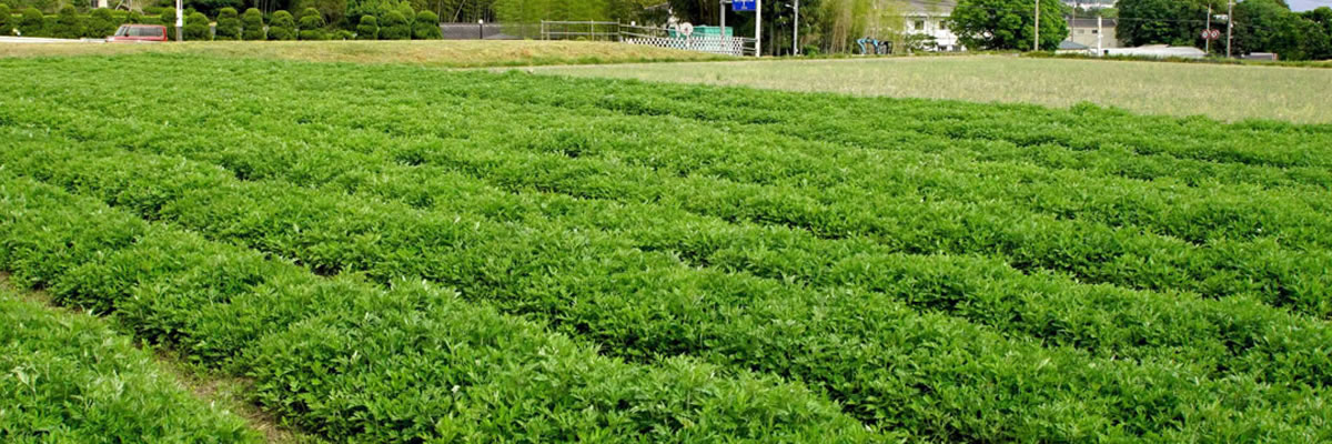 4月～5月のよもぎ保存風景