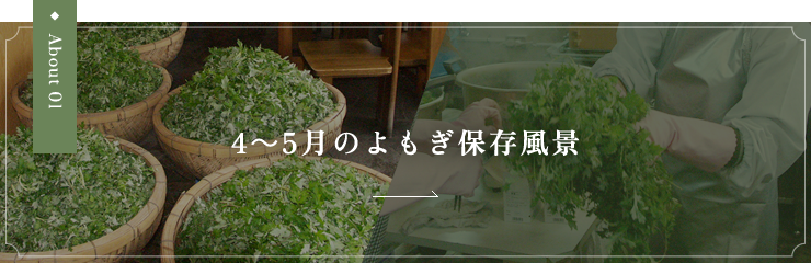 4～5月のよもぎ保存風景