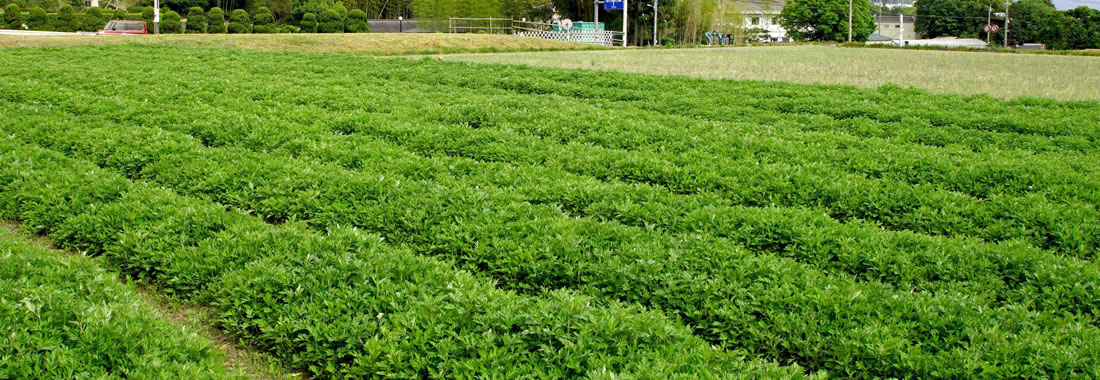 4月～5月のよもぎ保存風景